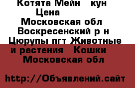 Котята Мейн - кун › Цена ­ 8 000 - Московская обл., Воскресенский р-н, Цюрупы пгт Животные и растения » Кошки   . Московская обл.